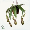 Nepenthes hangpot Monkey Jars Rob