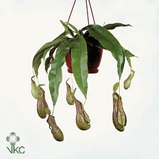 Nepenthes Monkey Jars Bill