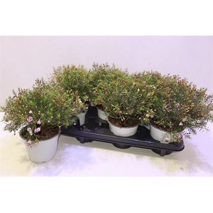 arr8 Chamel U Ov Pink