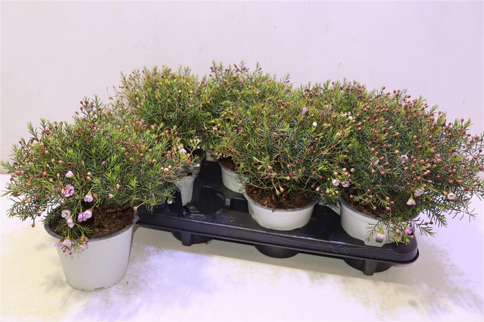 <h4>Chamel U Ov Pink</h4>