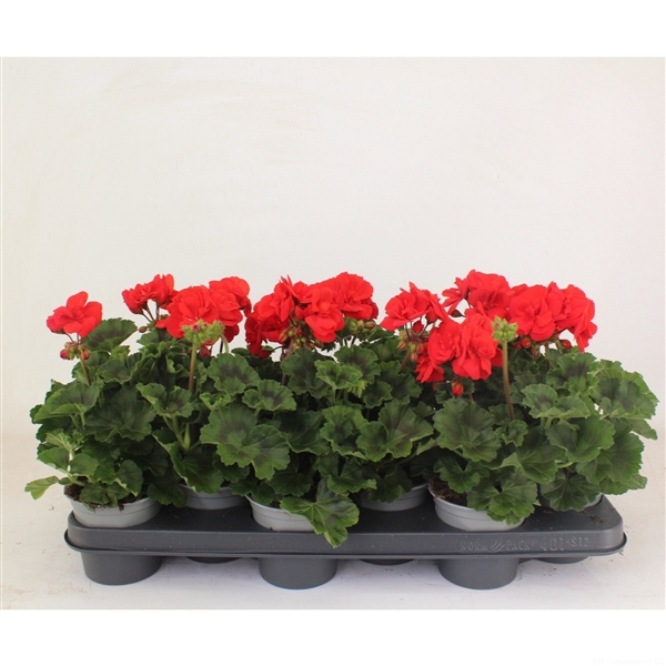 <h4>Pelargonium Zonale Toscane Mylena</h4>