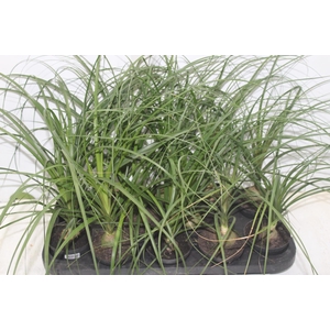 BEAUCARNEA RECURVATA P11