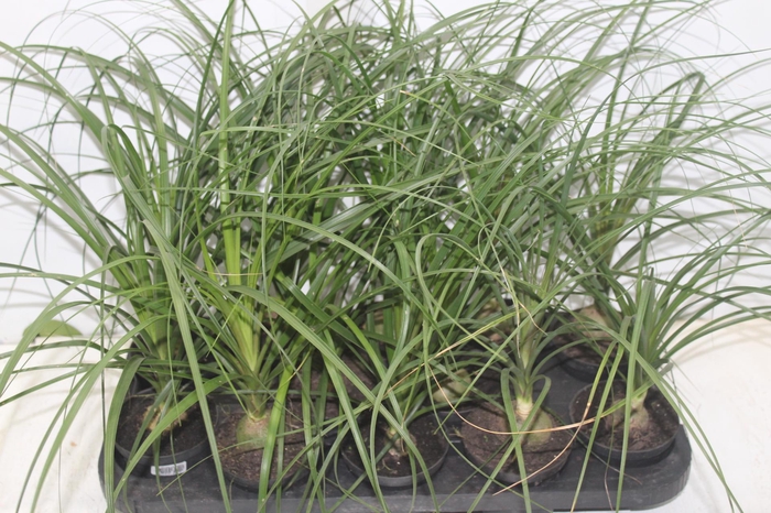 <h4>BEAUCARNEA RECURVATA P11</h4>