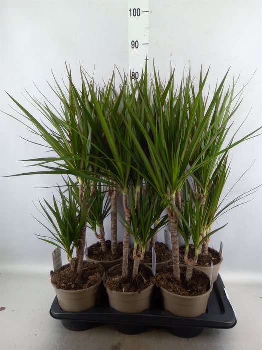 <h4>Dracaena marg.</h4>