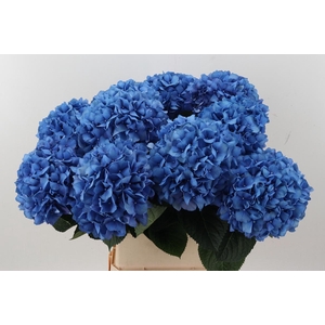 Hydr M Ch Pimpernel 100cm