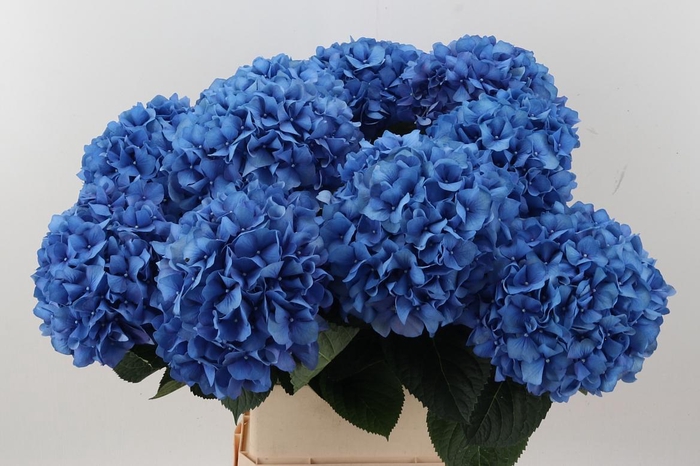 <h4>Hydr M Ch Pimpernel 100cm</h4>