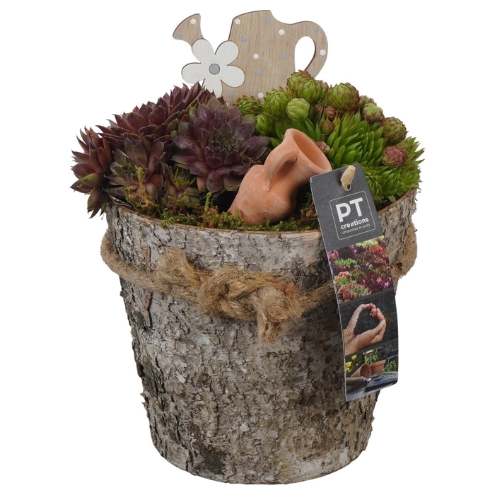 <h4>PTS7424 Arrangement Sempervivum in houten pot</h4>