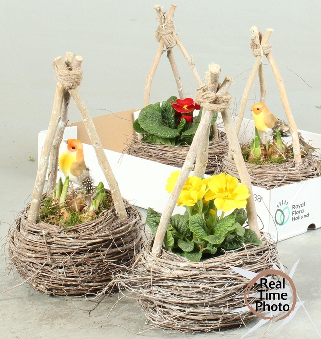 <h4>ARR TUINPLANTEN</h4>