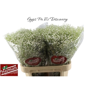 GYPS PA ZI DISCOVERY