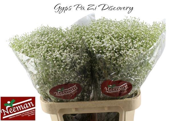 <h4>GYPS PA ZI DISCOVERY</h4>