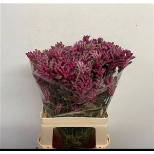 Anigoz Mini Pearl Pink