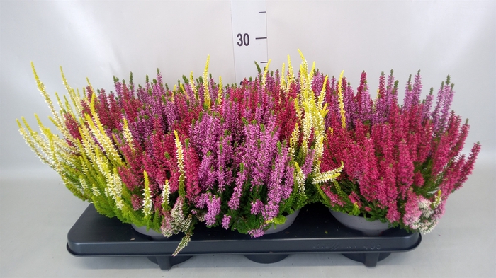 <h4>Calluna vulg. 'Beauty L Milk'  ..mx</h4>