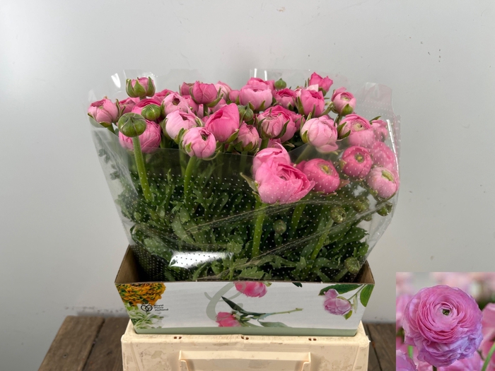 <h4>RAN EL PINK</h4>