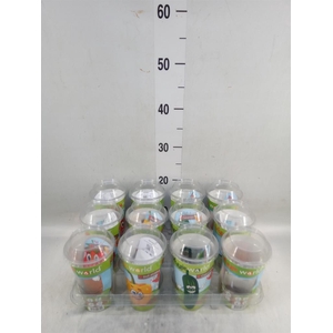 Groenteplanten   ... Vegetables