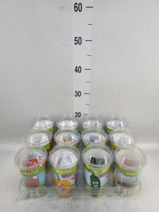 <h4>Groenteplanten   ... Vegetables</h4>