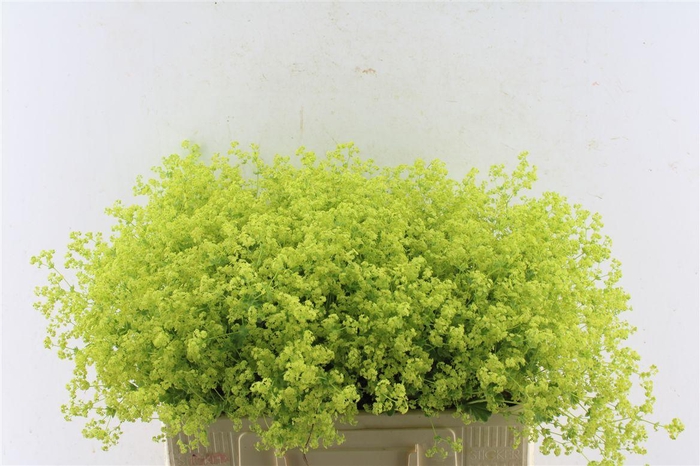 <h4>Alchemilla M Robustica</h4>