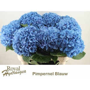 Hydr M Ch Pimpernel