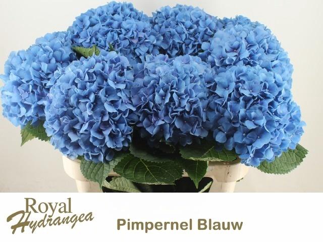 <h4>Hydr M Ch Pimpernel</h4>