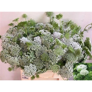 AMMI VIS CASABLANCA