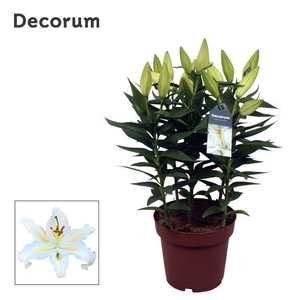 Lilium Or Starlight White 19cm