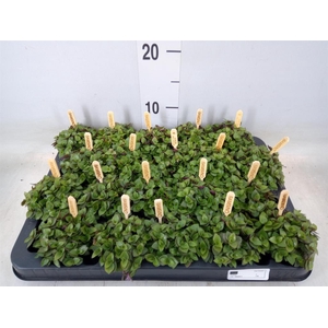 Callisia repens 'Turtle'