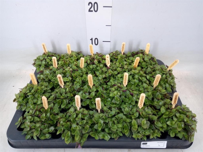 <h4>Callisia repens 'Turtle'</h4>