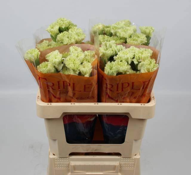 <h4>DI ST GOBLIN</h4>