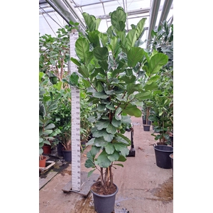 Ficus lyrata