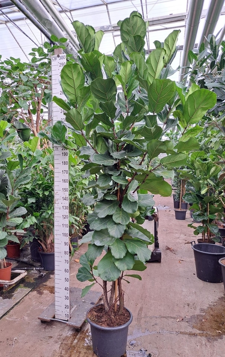 <h4>Ficus lyrata</h4>