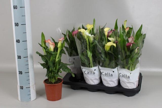 <h4>ZANT GEM 4 KL</h4>