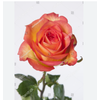 ROSA SKYFIRE 050 CM ESTUFA