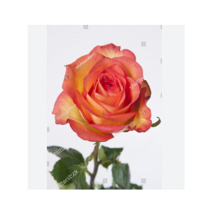 ROSA SKYFIRE 040 CM ESTUFA