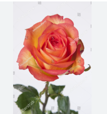 ROSA SKYFIRE 040 CM ESTUFA