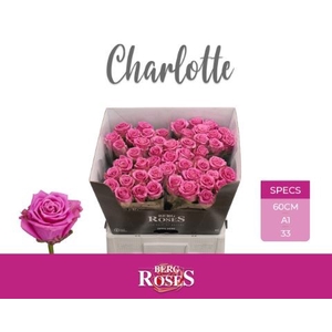 Rosa GR 'Tantaus Charlotte'