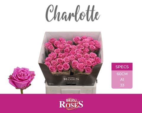 Rosa GR 'Tantaus Charlotte'