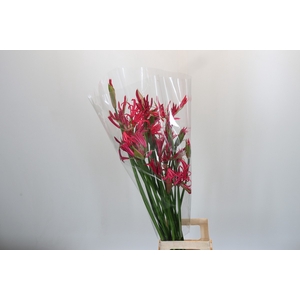 Nerine Pearl of Cherry