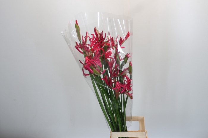 <h4>Nerine Pearl of Cherry</h4>