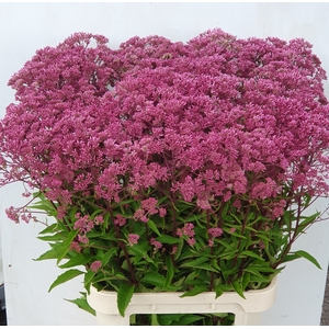EUPAT PURPUREUM