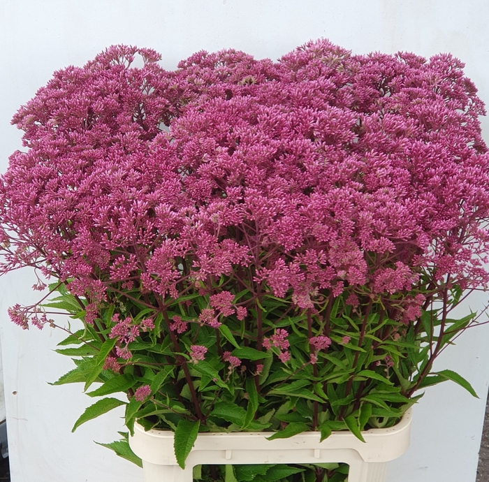 <h4>EUPAT PURPUREUM</h4>