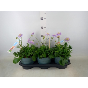 Scabiosa columb.