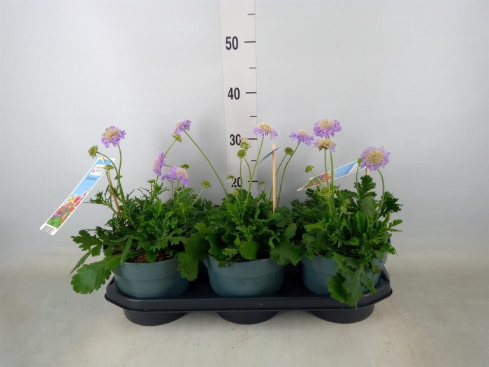 <h4>Scabiosa columb.</h4>