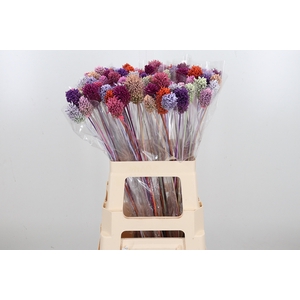 Allium Kl Bh Pastel Mix