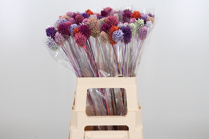 <h4>Allium Kl Bh Pastel Mix</h4>