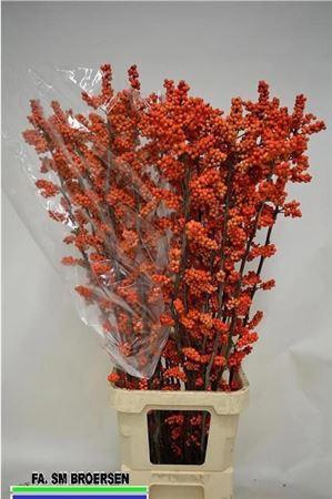 <h4>Ilex La Range</h4>