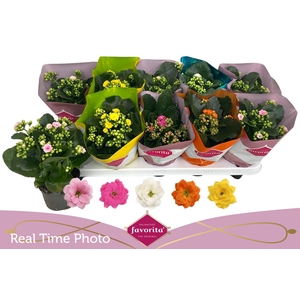 KAL GE PERF GEM 5 KL