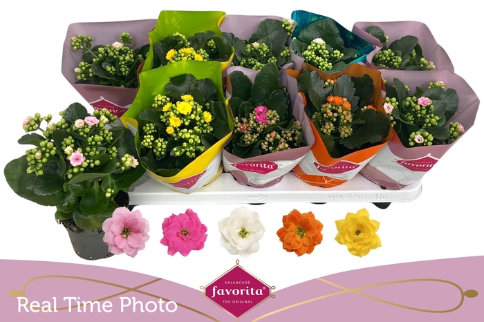 <h4>KAL GE PERF GEM 5 KL</h4>