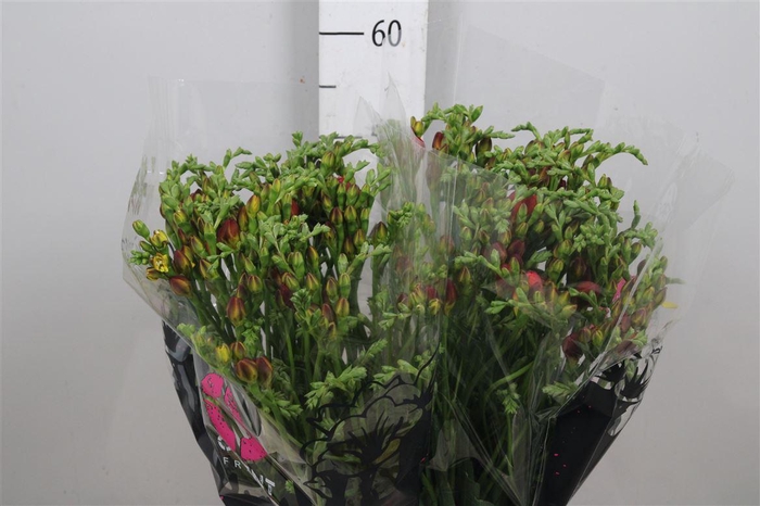 <h4>Fr Du Mandarine</h4>