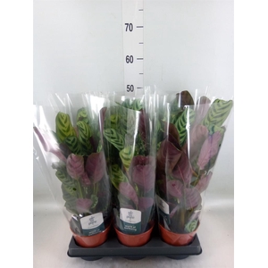 Ctenanthe burle-marxii