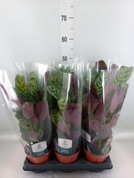 <h4>Ctenanthe burle-marxii</h4>