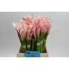 Zantedeschia Eydolls Salmon